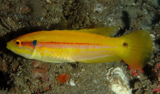 Twospot Hogfish (Bodianus Bimaculatus) - Reef Exclusive MA LLC