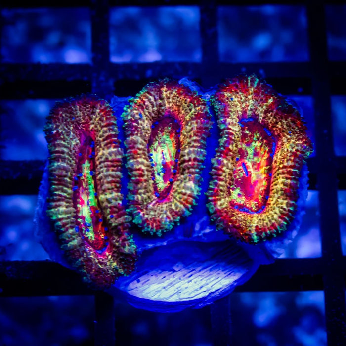 Ultra Acan Frag - Reef Exclusive MA LLC