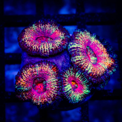 Ultra Acan Frag - Reef Exclusive MA LLC