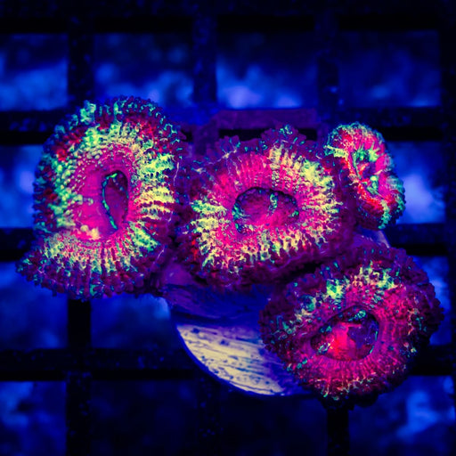 Ultra Acan Frag - Reef Exclusive MA LLC