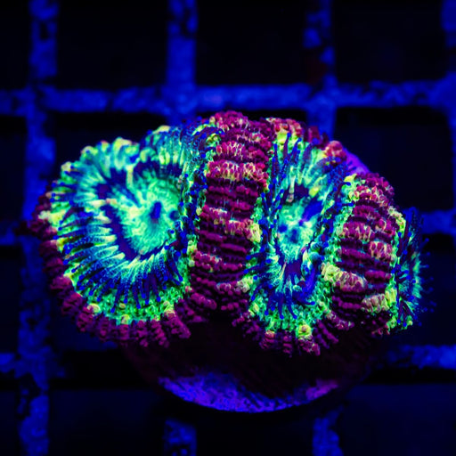 Ultra Acan Frag - Reef Exclusive MA LLC