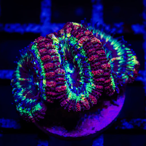 Ultra Acan Frag - Reef Exclusive MA LLC