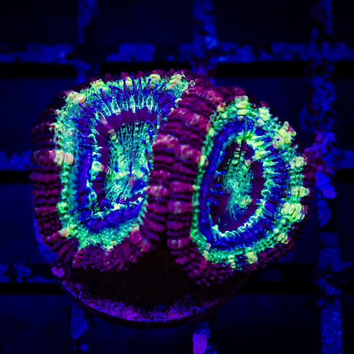 Ultra Acan Frag - Reef Exclusive MA LLC