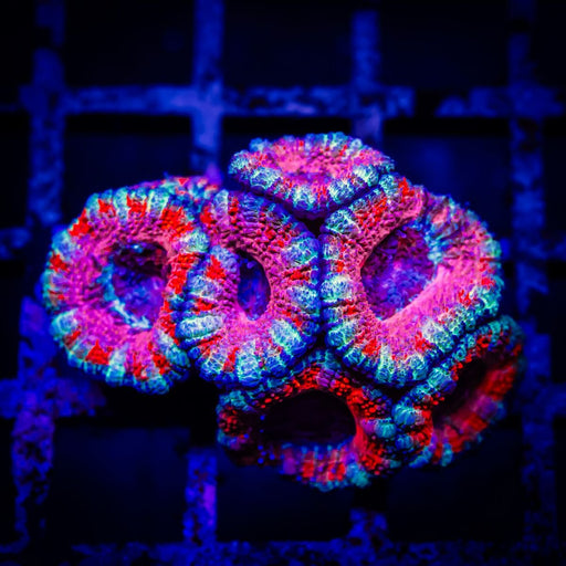 Ultra Acan Frag - Reef Exclusive MA LLC