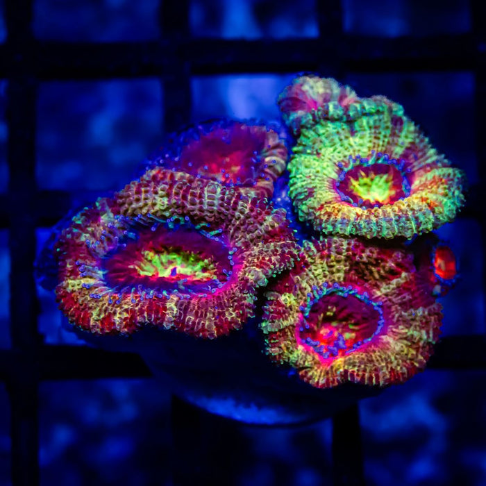 Ultra Acan Frag - Reef Exclusive MA LLC