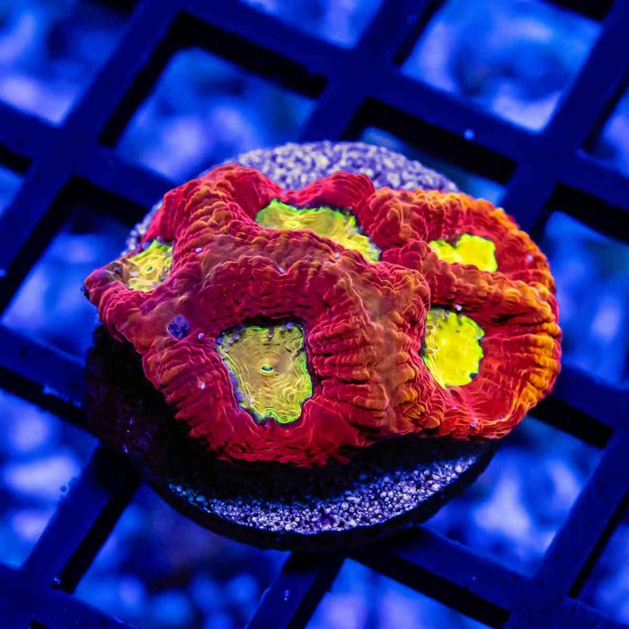 Ultra Bright Favites - Reef Exclusive MA LLC