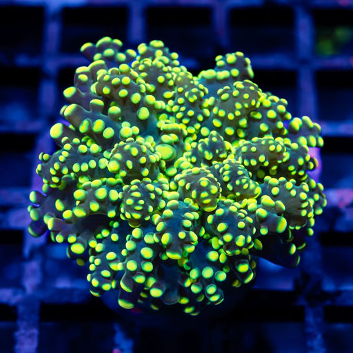 Ultra Bright Green Octopus - Reef Exclusive MA LLC