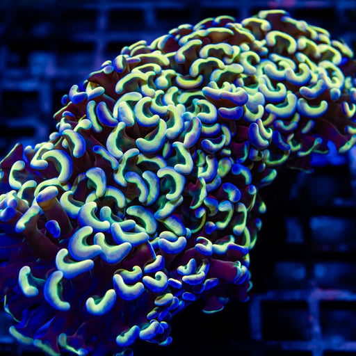 Ultra Bright Rainbow Wall Hammer - Reef Exclusive MA LLC