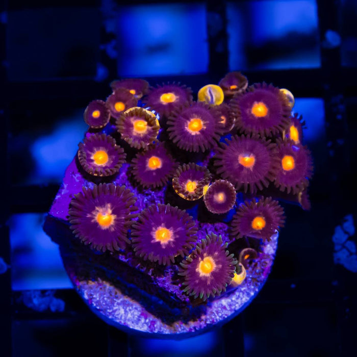 Ultra Bright Zoas - Reef Exclusive MA LLC