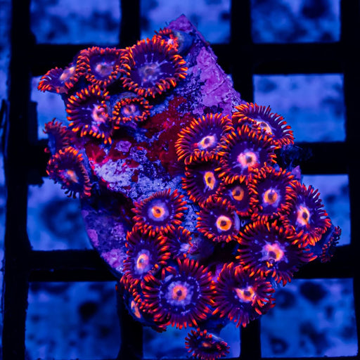 Ultra Bright Zoas - Reef Exclusive MA LLC