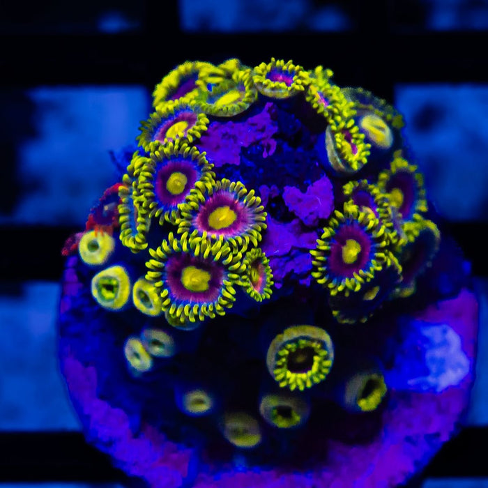 Ultra Bright Zoas - Reef Exclusive MA LLC