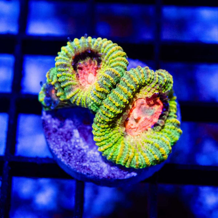 Ultra Color Favia - Reef Exclusive MA LLC