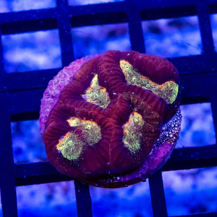 Ultra Contrast Pink Orange Eye Platygyra - Reef Exclusive MA LLC