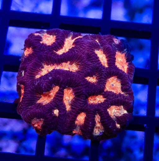 Ultra Contrast Pink Orange Eye Platygyra - Reef Exclusive MA LLC