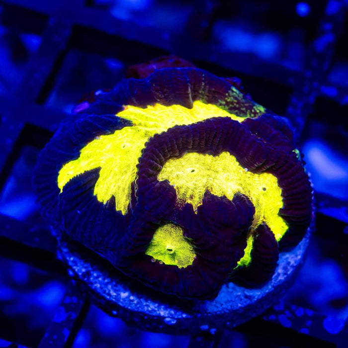 Ultra Contrast Yellow Eye Platygyra - Reef Exclusive MA LLC