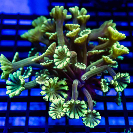 Ultra Green Alveopora - Reef Exclusive MA LLC