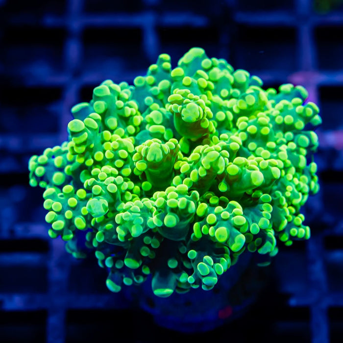 Ultra Green Octopus - Reef Exclusive MA LLC