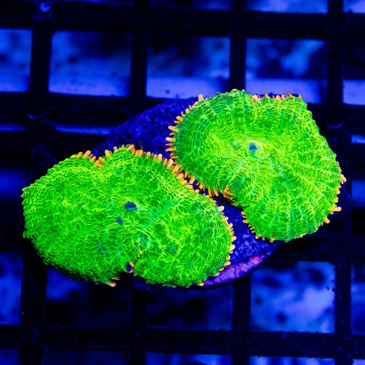 Ultra Green Orang Rhodactis - Reef Exclusive MA LLC