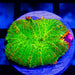 Ultra Green Orang Rhodactis - Reef Exclusive MA LLC