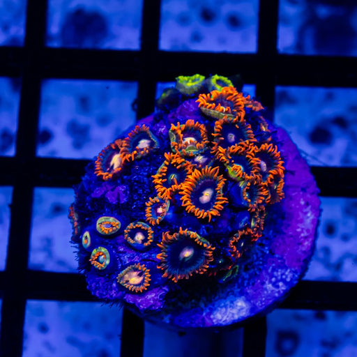 Ultra Mix Bright Zoas - Reef Exclusive MA LLC