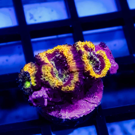 Ultra Orange Rainbow Acan - Reef Exclusive MA LLC