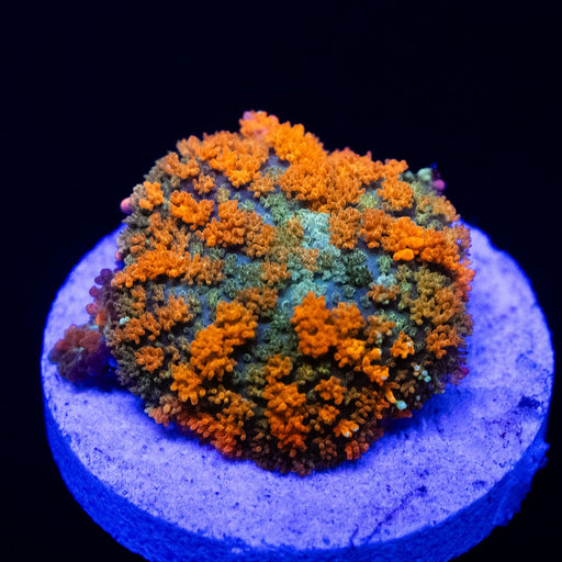 Ultra Orange Rhodactis - Reef Exclusive MA LLC