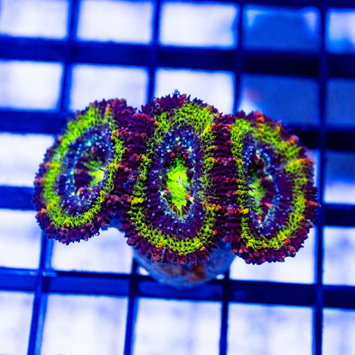 Ultra Rainbow Acan Frag - Reef Exclusive MA LLC