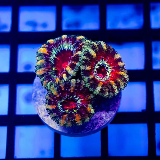 Ultra Rainbow Acan Frag - Reef Exclusive MA LLC