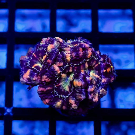 Ultra Rainbow Acan Frag - Reef Exclusive MA LLC