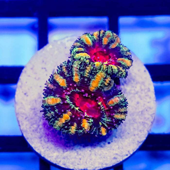 Ultra Rainbow Acan Frag - Reef Exclusive MA LLC