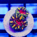 Ultra Rainbow Acan Frag - Reef Exclusive MA LLC