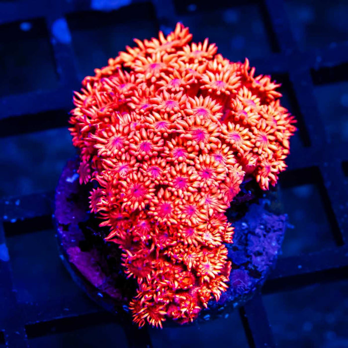 Ultra Red Goni - Reef Exclusive MA LLC