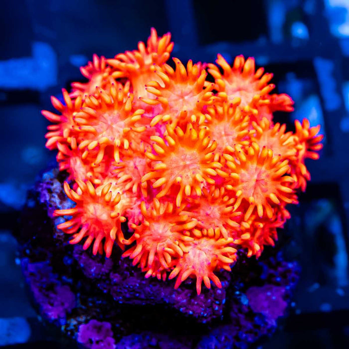 Ultra Red Goni - Reef Exclusive MA LLC