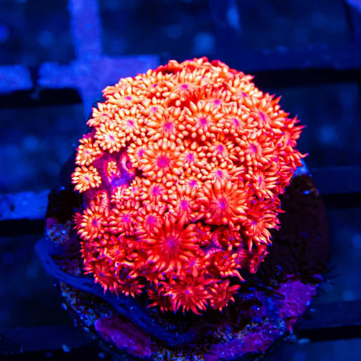 Ultra Red Goni - Reef Exclusive MA LLC