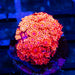 Ultra Red Goni - Reef Exclusive MA LLC