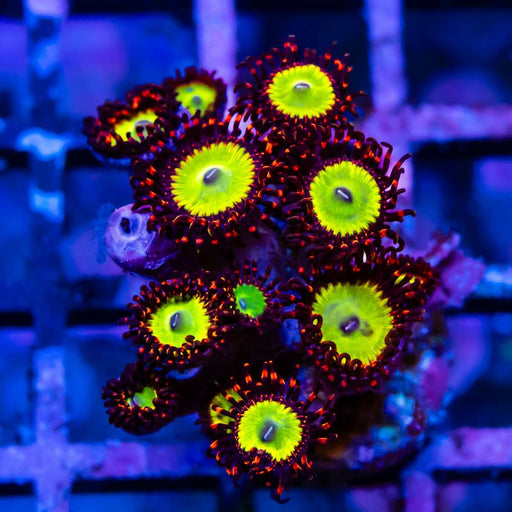 Ultra Red Orange Zoas Frag - Reef Exclusive MA LLC