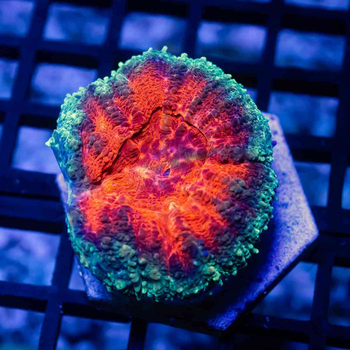 Ultra Tricolor Lobophyllia - Reef Exclusive MA LLC