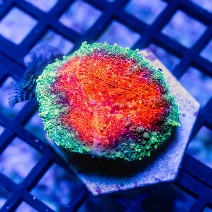 Ultra Tricolor Lobophyllia - Reef Exclusive MA LLC