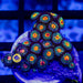 Ultra Zoas - Reef Exclusive MA LLC