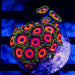 Ultra Zoas - Reef Exclusive MA LLC