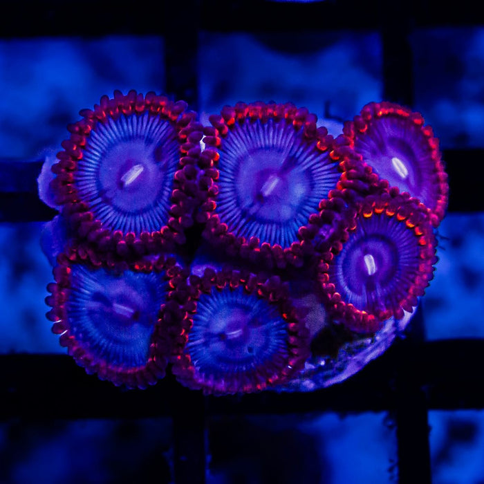 Ultra Zoas - Reef Exclusive MA LLC