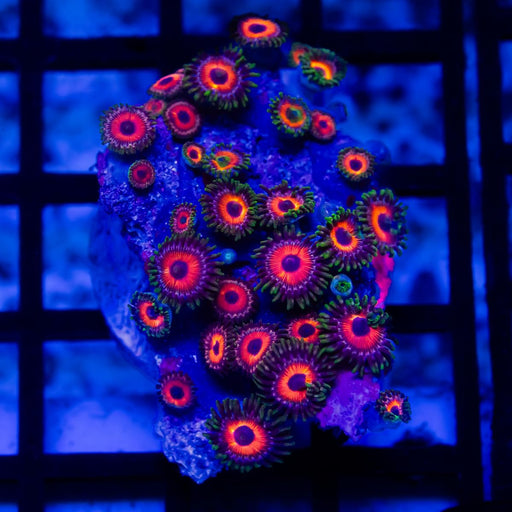 Ultra Zoas - Reef Exclusive MA LLC