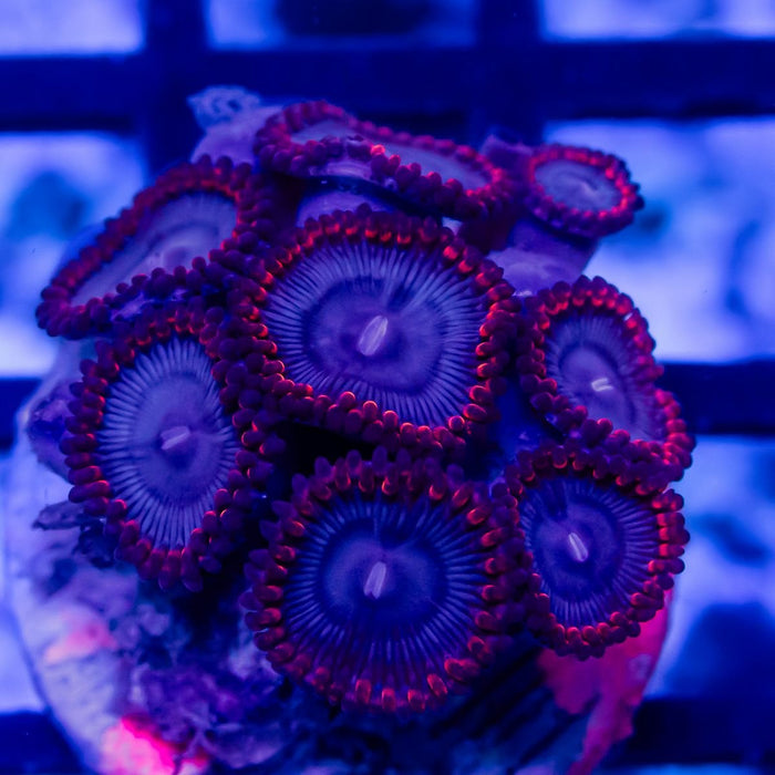 Ultra Zoas - Reef Exclusive MA LLC