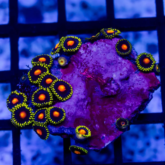 Ultra Zoas - Reef Exclusive MA LLC