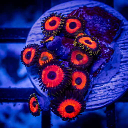 Ultra Zoas - Reef Exclusive MA LLC