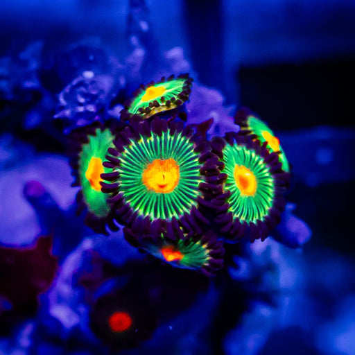 Ultra Zoas - Reef Exclusive MA LLC