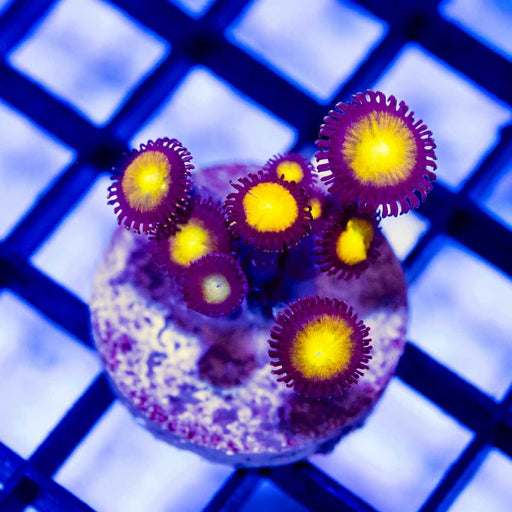 Ultra Zoas - Reef Exclusive MA LLC