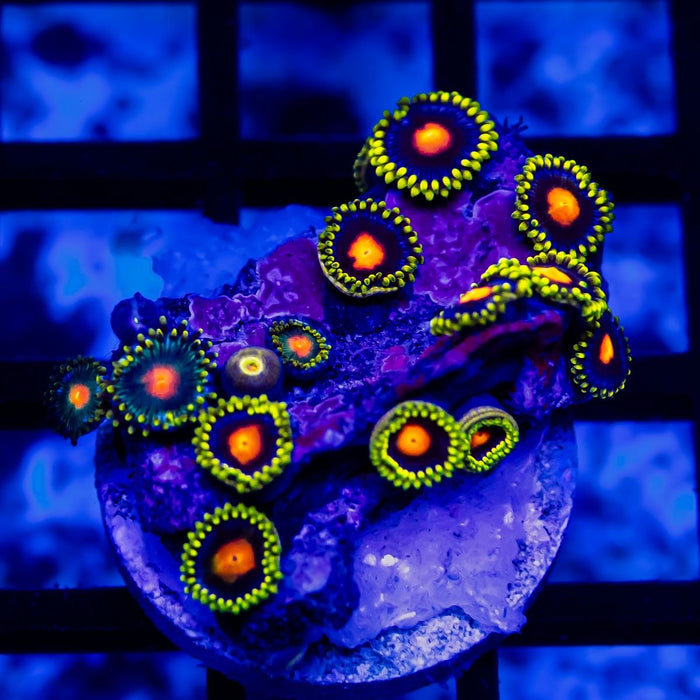 Ultra Zoas - Reef Exclusive MA LLC