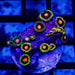 Ultra Zoas - Reef Exclusive MA LLC