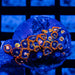 Ultra Zoas - Reef Exclusive MA LLC